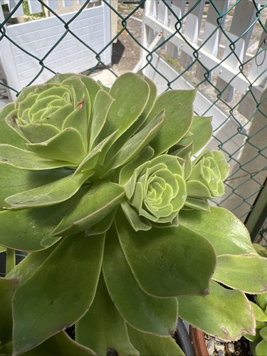 Aeonium balsamiferum - ,