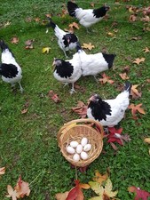 Poule et oeuf fecondé