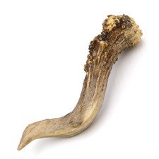 Bois de Cerf Longueur 12 CM