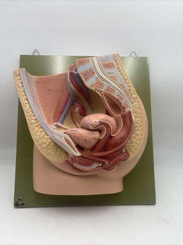 Somso ms1 median - section, of