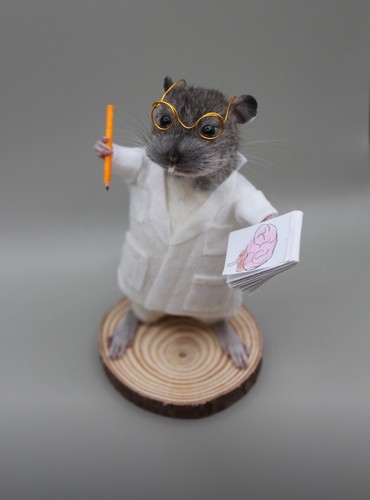 Taxidermie souris doctor - taxidermie,