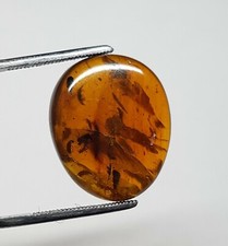 Burmite avec insecte fossile