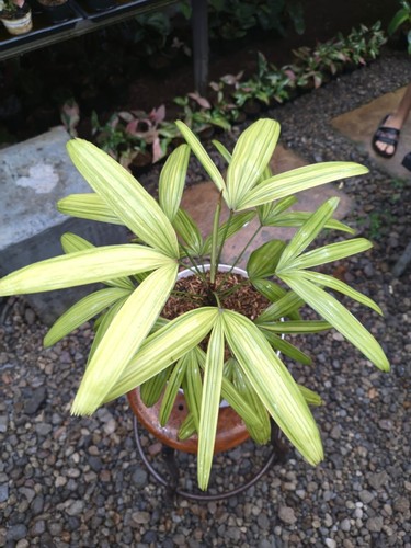 Rhapis humilis lady palm tree - rhapis,