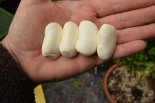 HARICOT VIVACE ORTEIL DU PRECHEUR