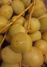 ♫ PALMIER DATTIER - Phœnix dactylifera ♫ Noyaux ♫ Arbre Fruitier Datte Gustative