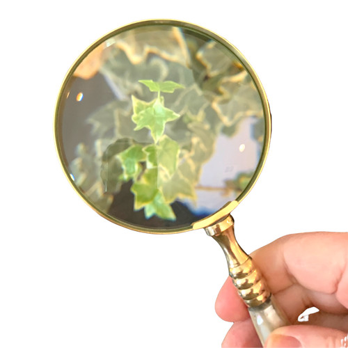 Loupe evenchae nacre - evenchae,