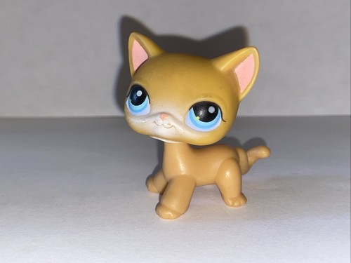 Petshop chat européen 71 - chat,