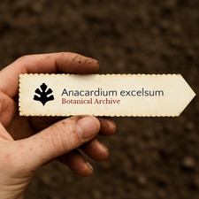 Anacardium excelsum SEEDS -