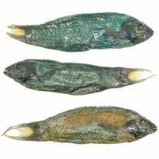 Poisson tropical verdâtre