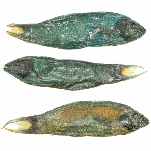 Poisson tropical verdâtre