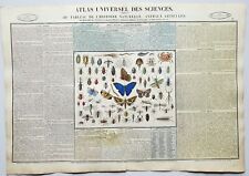 Insectes & Animaux Articulés - Rare Atlas Universel des Sciences par Duval 1837