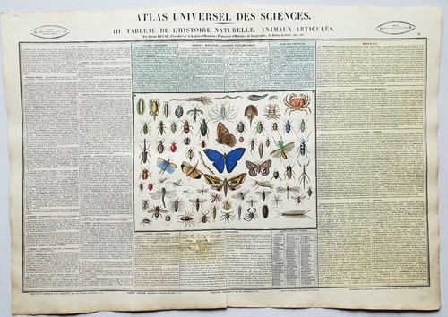 Insectes animaux articulés - animaux,