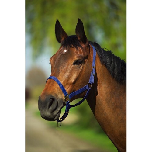 Licol nylon norton doublé - licol,