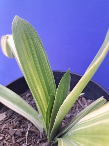 Clivia variegated plant orange - clivia,