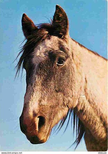 Carte postale animaux - postale,