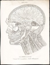 1835 Gravure originale Anatomie Cerveau Tête Tabula Octava Médecine Chirurgie
