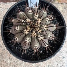 1PC Copiapoa cinerea
