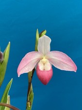 Phragmipedium Elizabeth March