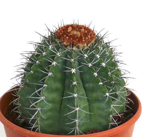 Melocactus lensselinkianus