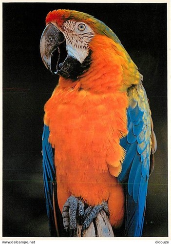 Carte postale animaux - postale,
