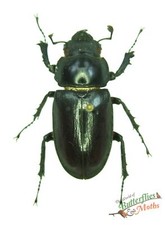 Cerf Beetle Lucanus