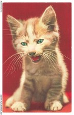 ASHP7-0411-CHAT - CHATON QUI MIAULE