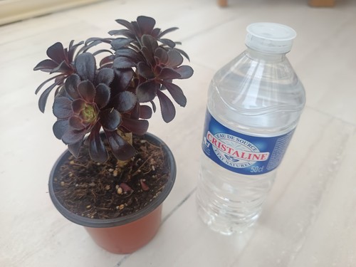 Aeonium nain arboreum nigrum - aeonium,