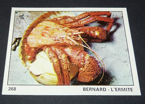 268 bernard hermite - n°268,