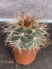 GYMNOCALYCIUM CARDENASIANUM