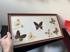 CADRE PAPILLONS NATURALISÉ