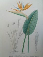 Gravure ancienne Botanique
