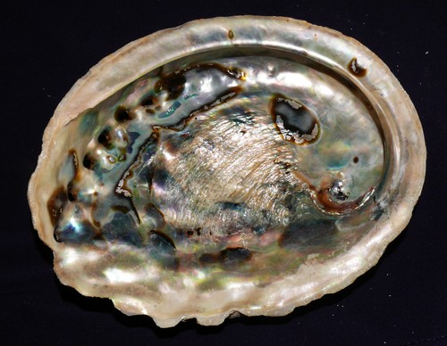Coquille escargot seeohr - de,