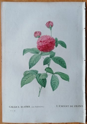 Redoute 1st edition original - redoute,