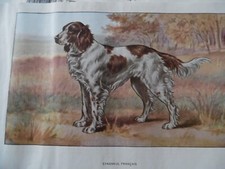 Gravures :  Chien de chasse 