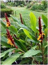 Cautleya spicata Robusta ° 1