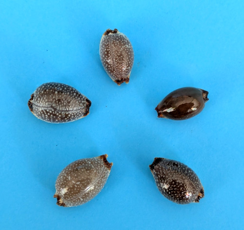 Cypraea staphylaea laevigata