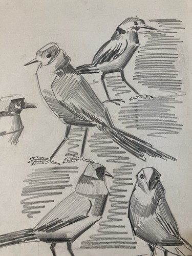 Beau dessin 1950 oiseau - 1950,