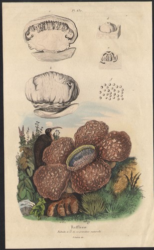 1833 gravure aquarellée - gravure,
