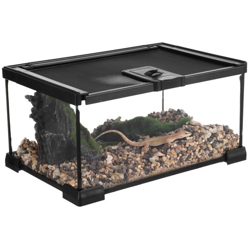 Mini reptile glass terrarium - reptile,