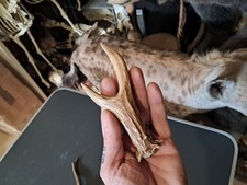 Bois de chevreuil #1908(L2)