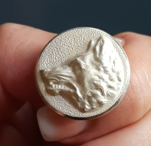 M06 tête loup - loup, blanc