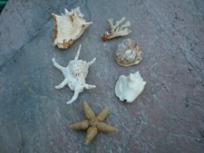 Coquille/coquillage/mer/aquarium