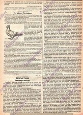 COLOMBICULTURE ELEVAGE PIGEON MONTAUBAN ARTICLE DE PRESSE 1940 