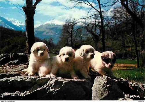 Carte postale animaux - carte,
