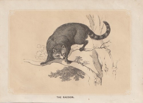 Raton laveur - lotor, )