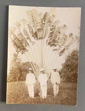 PHOTO Militaire Colonial Uniforme ARBRE DU VOYAGEUR Plante Madagascar colonie