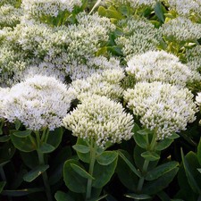Sedum spectabile 'Iceberg' -
