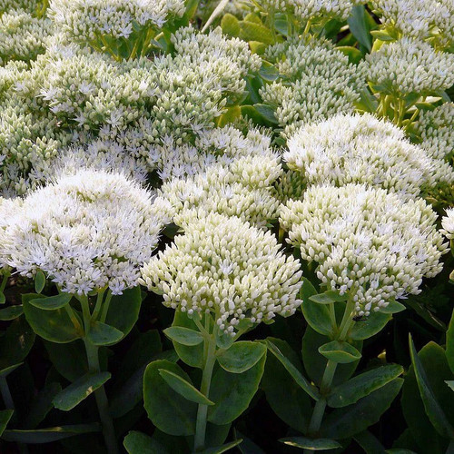 Sedum spectabile iceberg - sedum, 'iceberg'