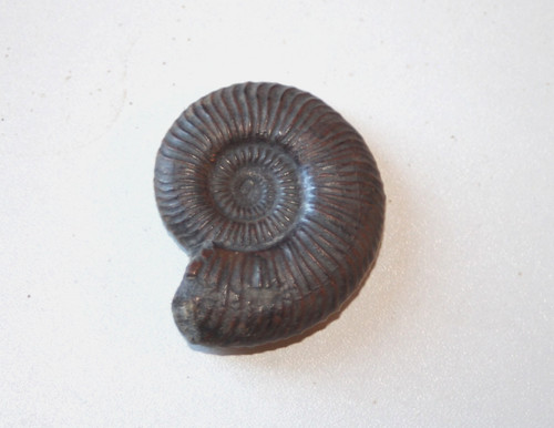 Fossile ammonite toarcien - ammonite,