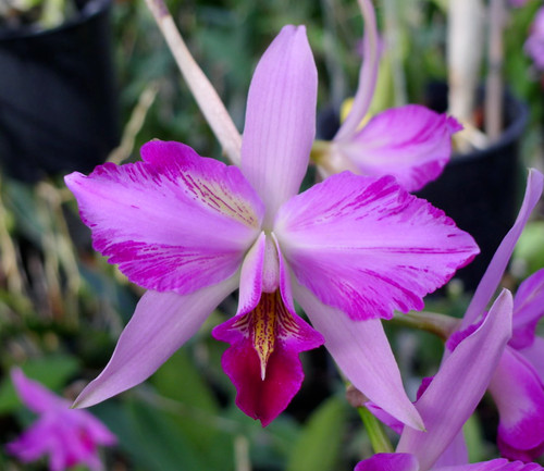 Laelia anceps disciplinata - laelia, v.